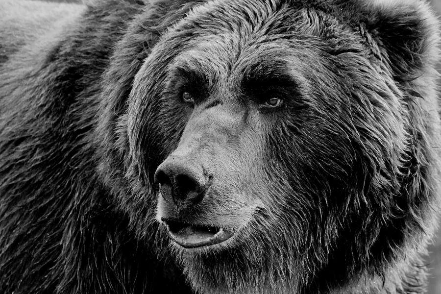 Grizzly Close Up BW Photograph by Athena Mckinzie