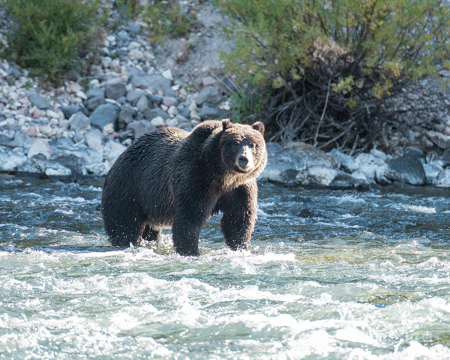 Grizzly Coming for Dessert Photograph by Steven Natanson