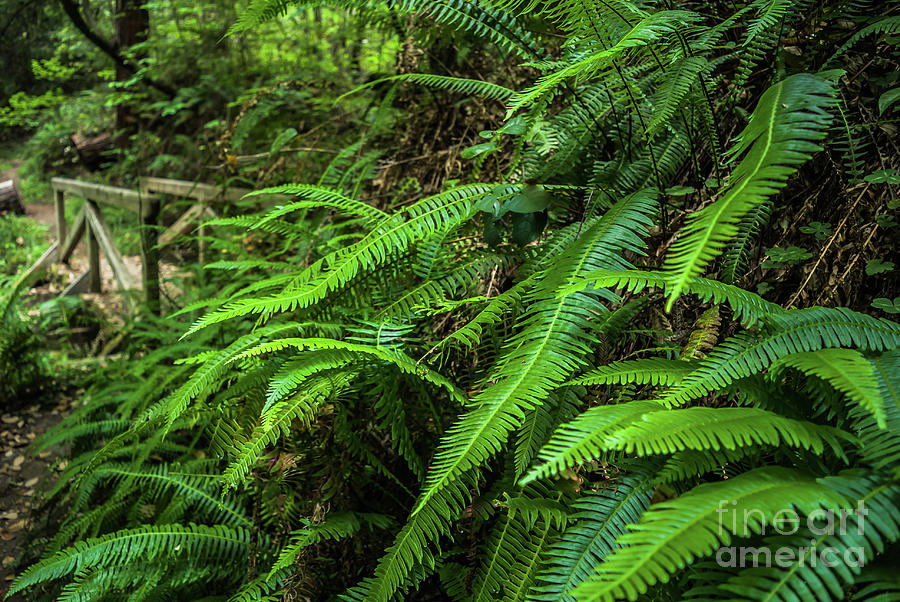 Grizzly Creek Redwoods Ferns on Path Photograph by Blake Webster