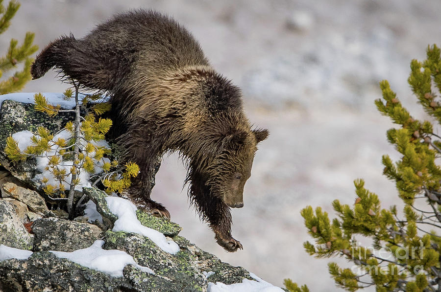 Grizzly Cub by Brad Schwarm Grizzly Cub by Brad Schwarm