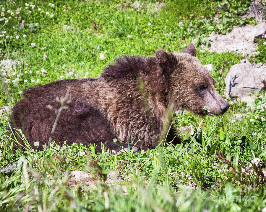 Grizzly Cub  Photograph by Brandon Bonafede