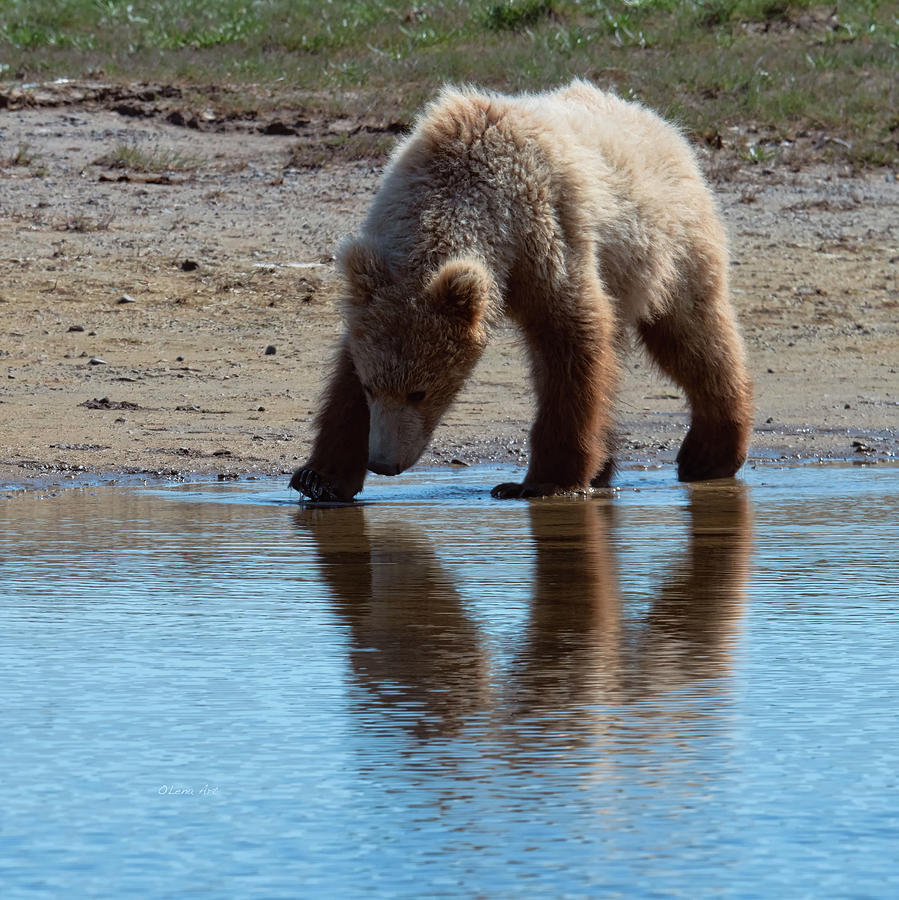 Grizzly  Cub Drinking From Stream In Katmai National Park Digital Art