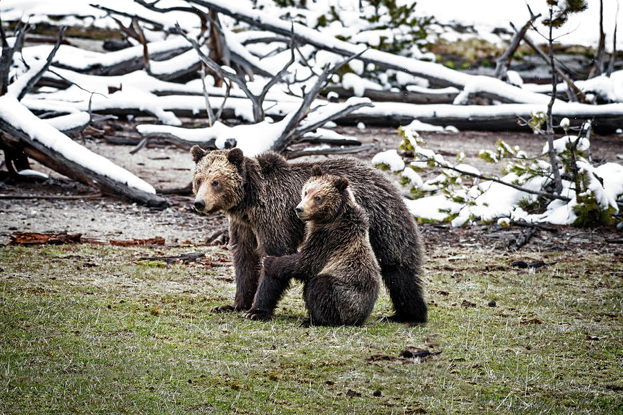 Grizzly Cub Holding Mother Photograph by Scott Read