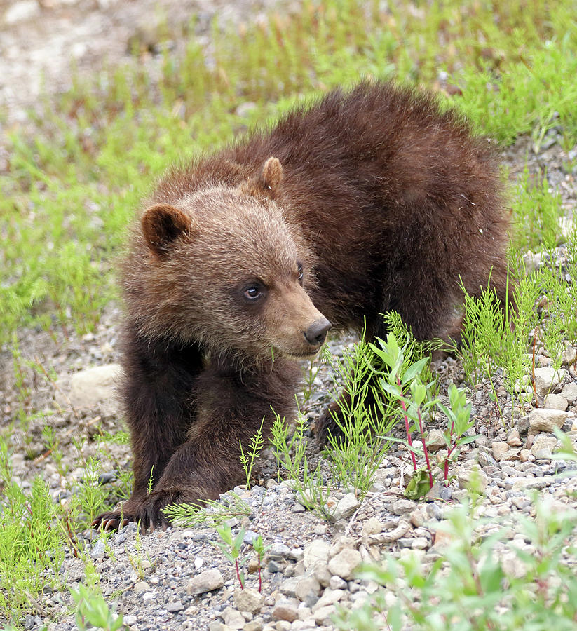 Grizzly Cub II Photograph by Jean Clark