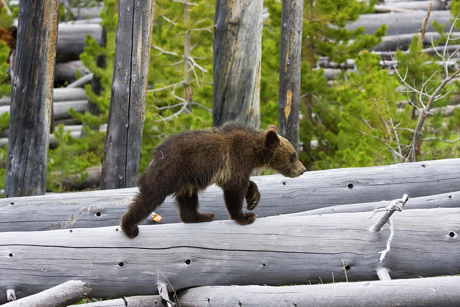 Grizzly Cub Photograph by Mark Miller