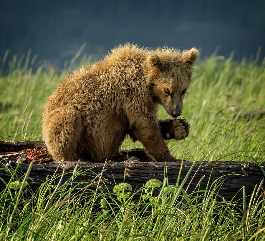Grizzly Cub near rivers edge Photograph by Steven Upton