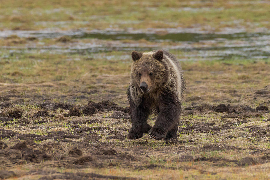 Grizzly Cub On The Run Photograph by Yeates Photography