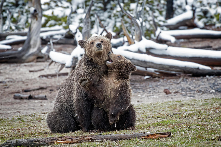 Grizzly Cub Playing with Mother Photograph by Scott Read