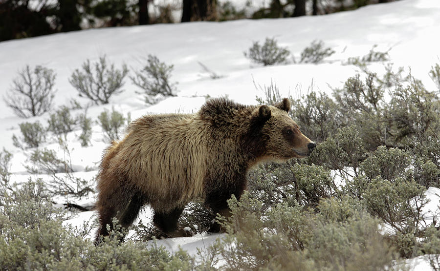 Grizzly Cub Photograph by Ronnie And Frances Howard