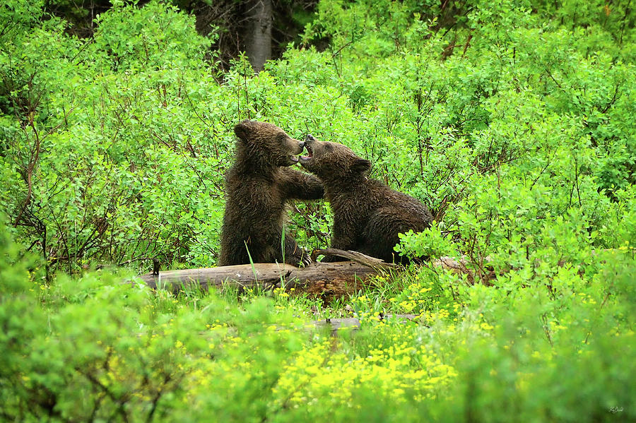 Grizzly Cubs At Play Photograph by Greg Norrell