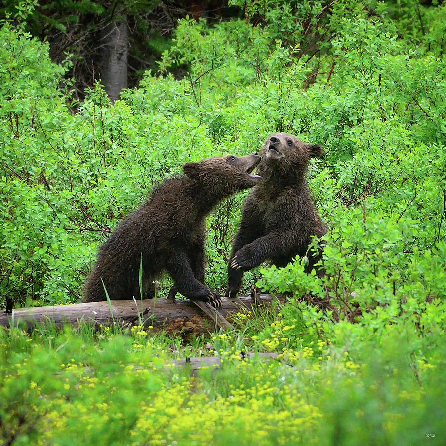 Grizzly Cubs Photograph by Greg Norrell