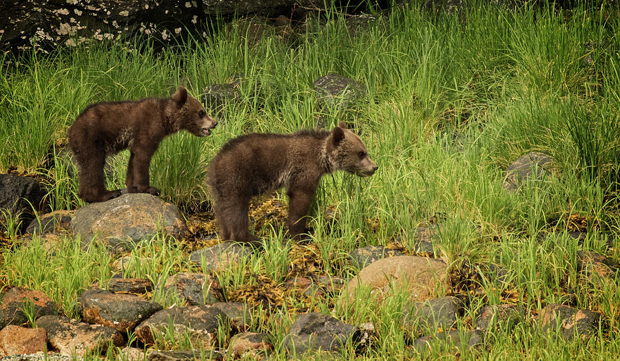 Grizzly Cubs Photograph by Inge Riis McDonald