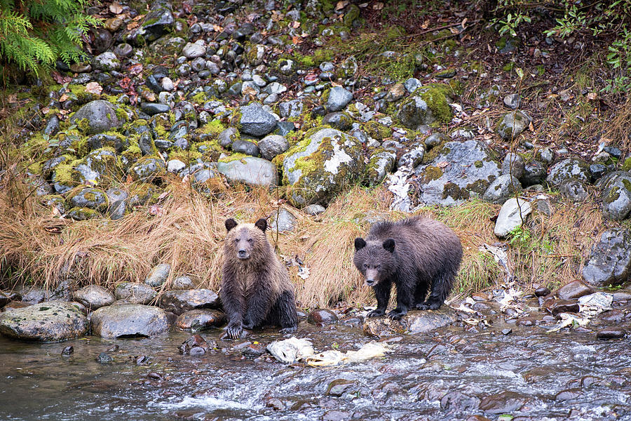 Grizzly Cubs Photograph by Canadart -