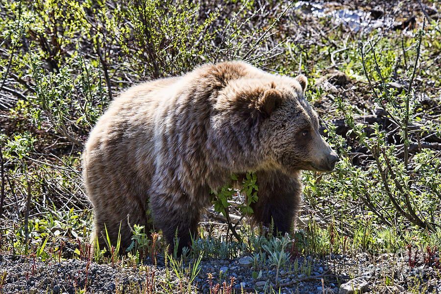 Grizzly Photograph by David Arment