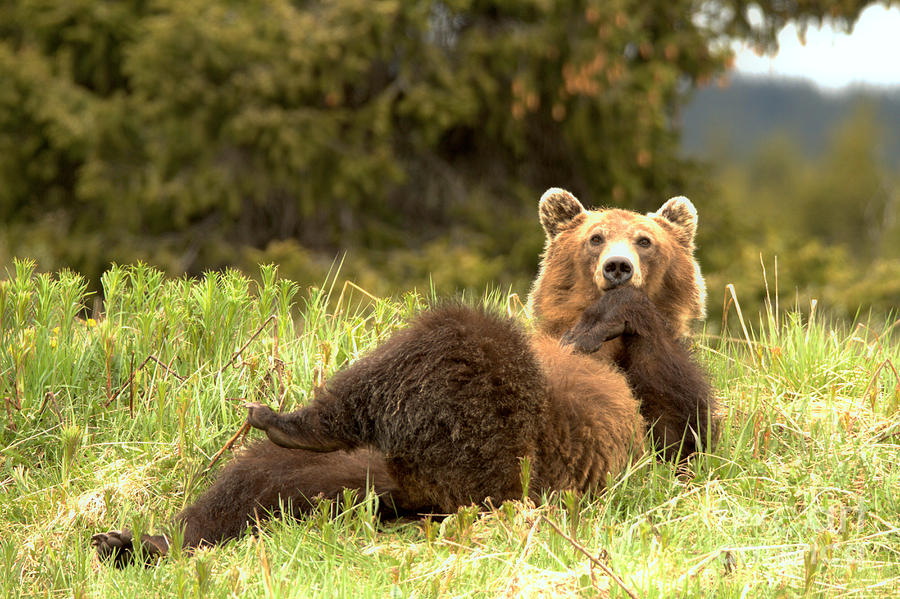 Grizzly Deep In Thought Photograph by Adam Jewell