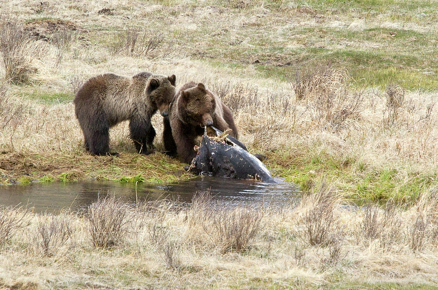 Grizzly Dinner Photograph by Steve Stuller