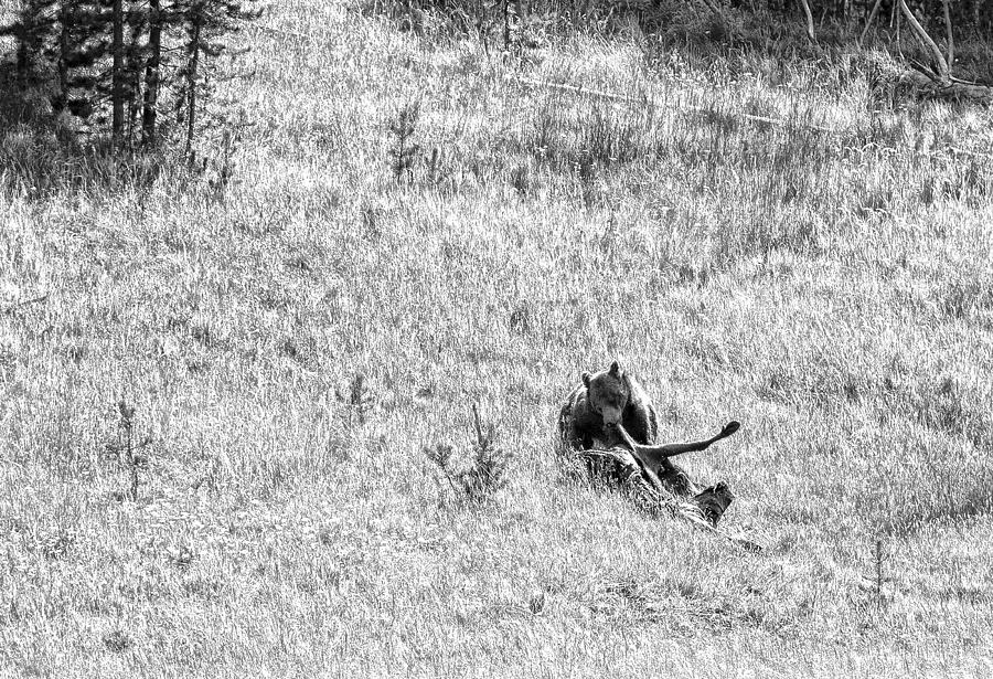 Grizzly Dragging Elk Photograph by Stephen Schwiesow