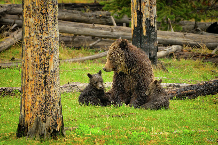 Grizzly Family Gathering Photograph