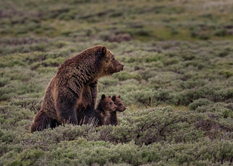 Grizzly Family Portrait Photograph by Jared Perry
