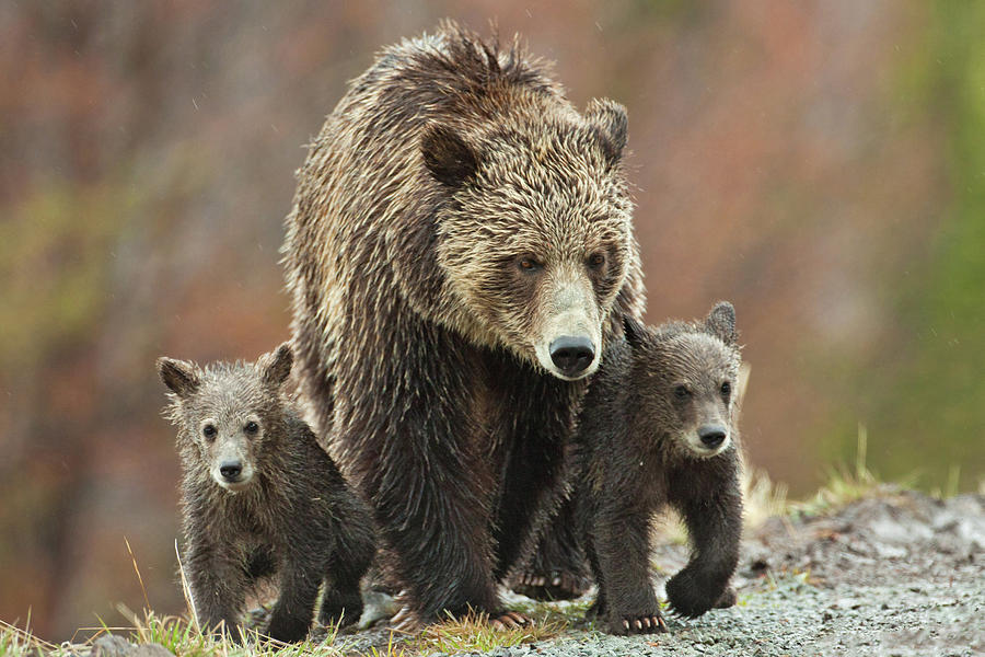 Grizzly Family Photograph by Wesley Aston