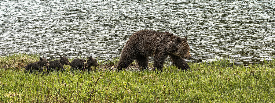 Grizzly Family Photograph by Yeates Photography