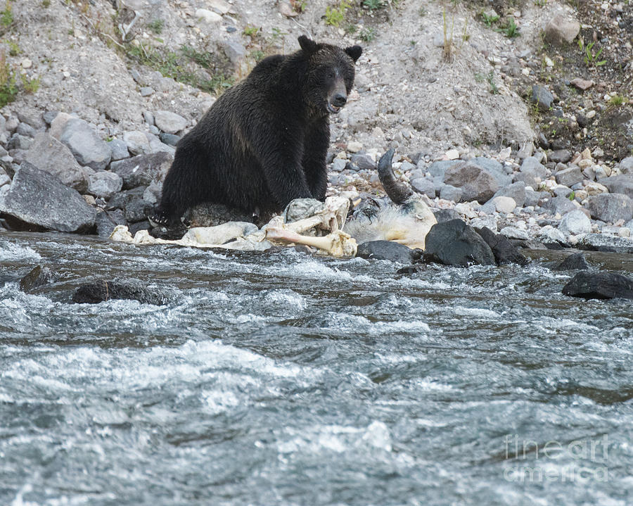 Grizzly Feeding 1 Photograph by Steven Natanson
