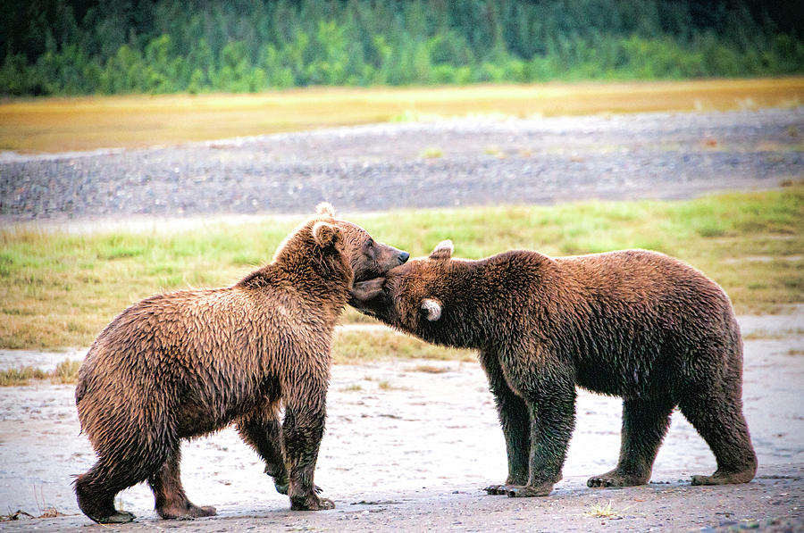 Lake Clark National Park And Preserve Photograph - Grizzly Friends by Phyllis Taylor