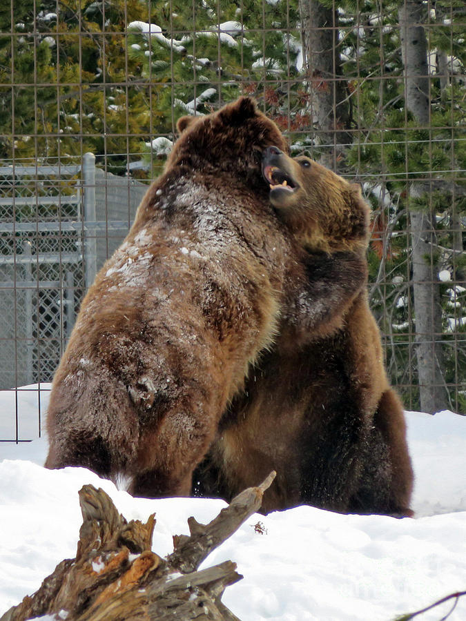 Grizzly Fun Photograph by Cindy Murphy - NightVisions