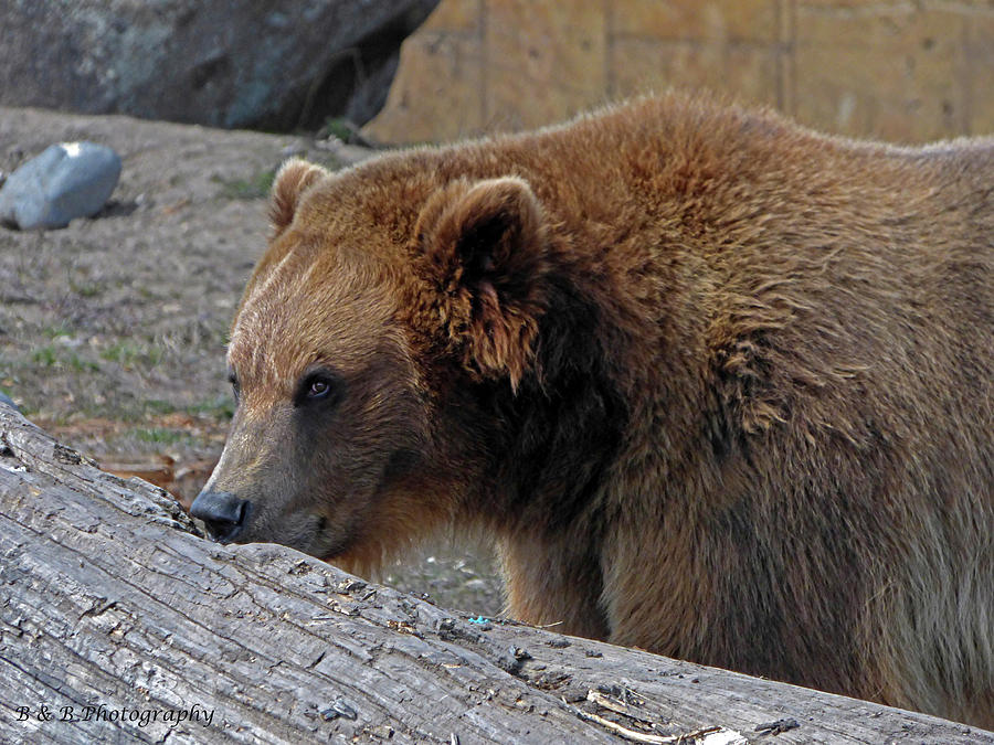 Grizzly Gaze Photograph by Brandon and Becky Holley - Fine Art America