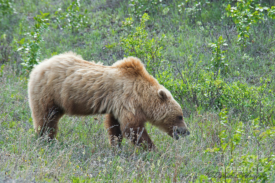 Grizzly Grazes Photograph by David Arment