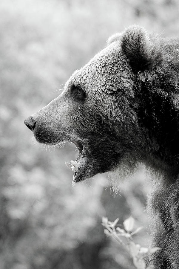 Grizzly Bear Photograph - Grizzly Growl Black and White by Athena Mckinzie