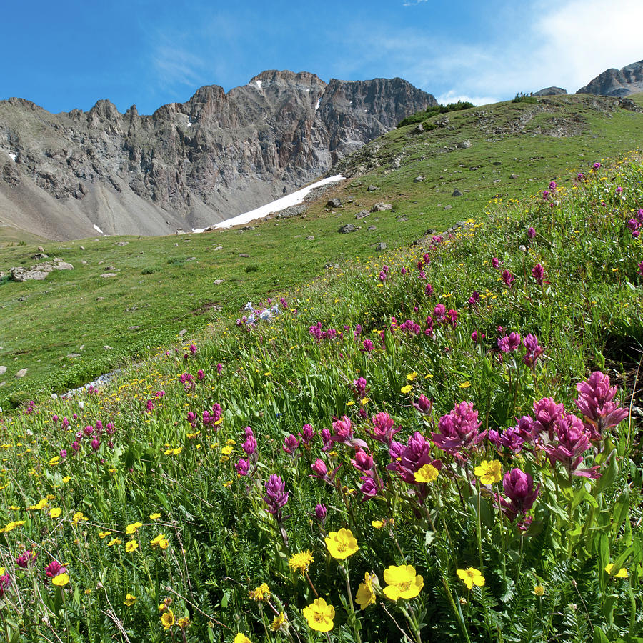 Grizzly Gulch Alpine Wildflower Landscape Photograph by Cascade Colors