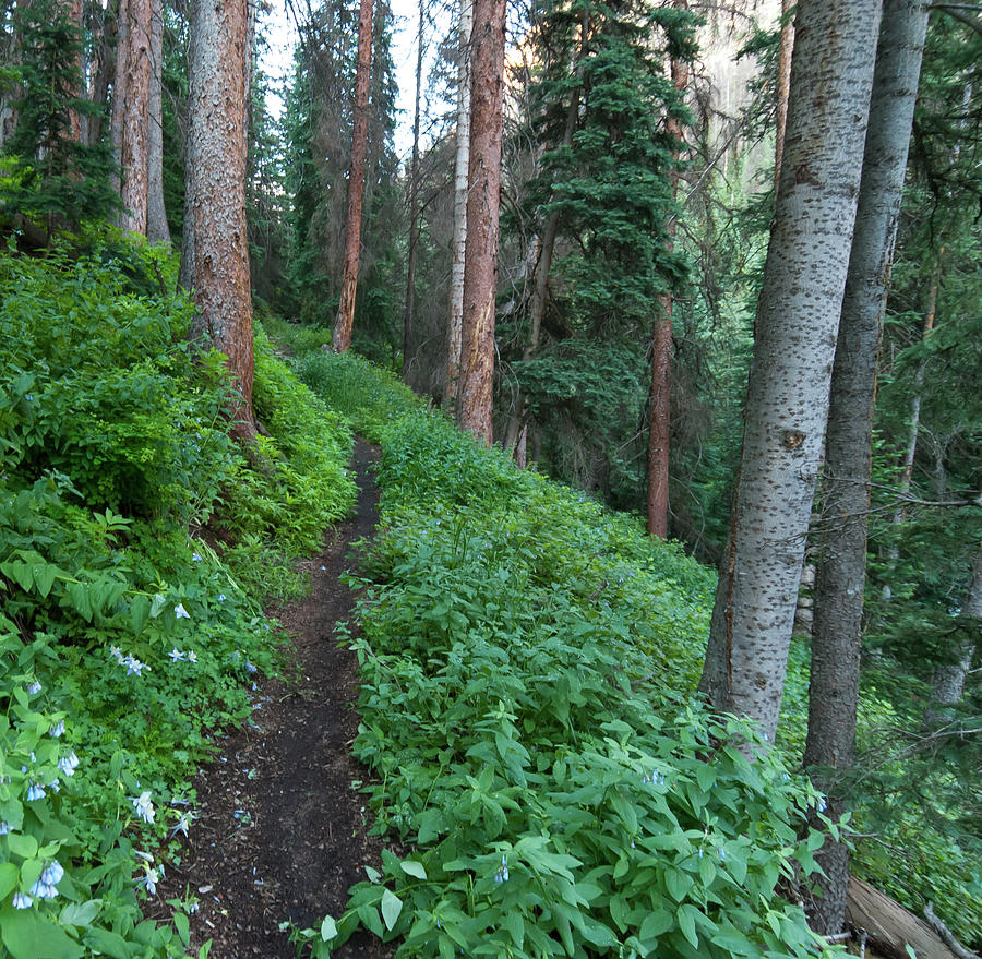 Cataract Gulch Summer Trail Through the Forest Photograph by Cascade Colors