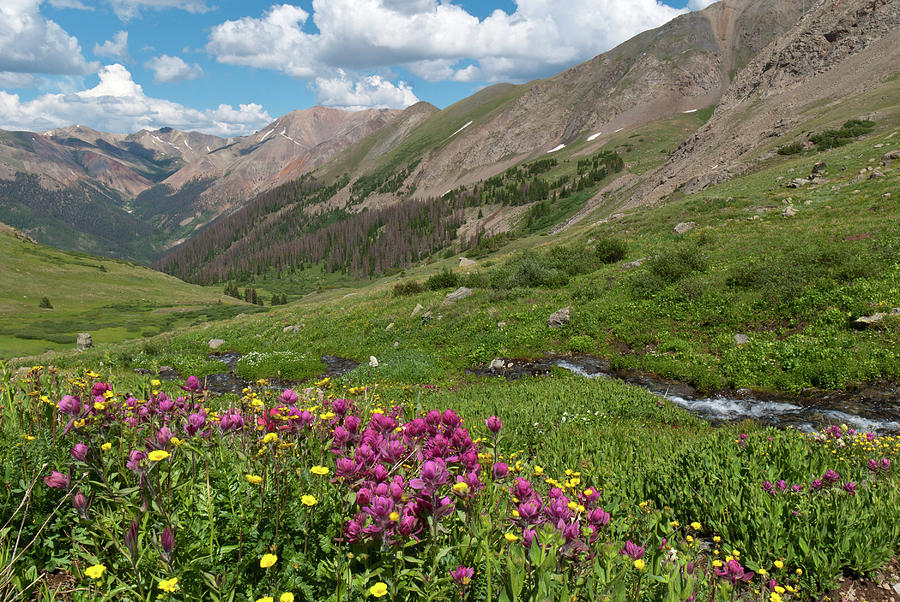 Grizzly Gulch Summer Wildflowers and Stream Photograph by Cascade Colors