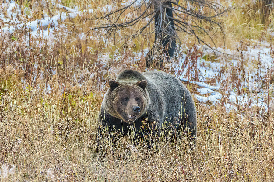 Grizzly Happy In Fall Photograph by Yeates Photography