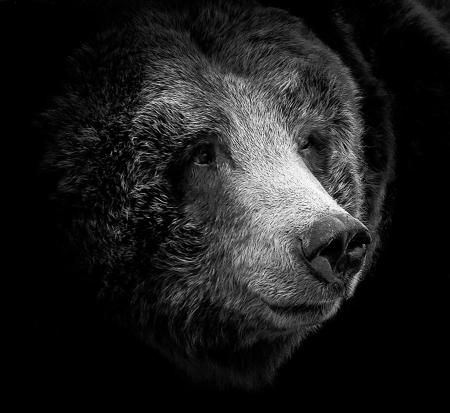 Grizzly Heart Photograph by Athena Mckinzie