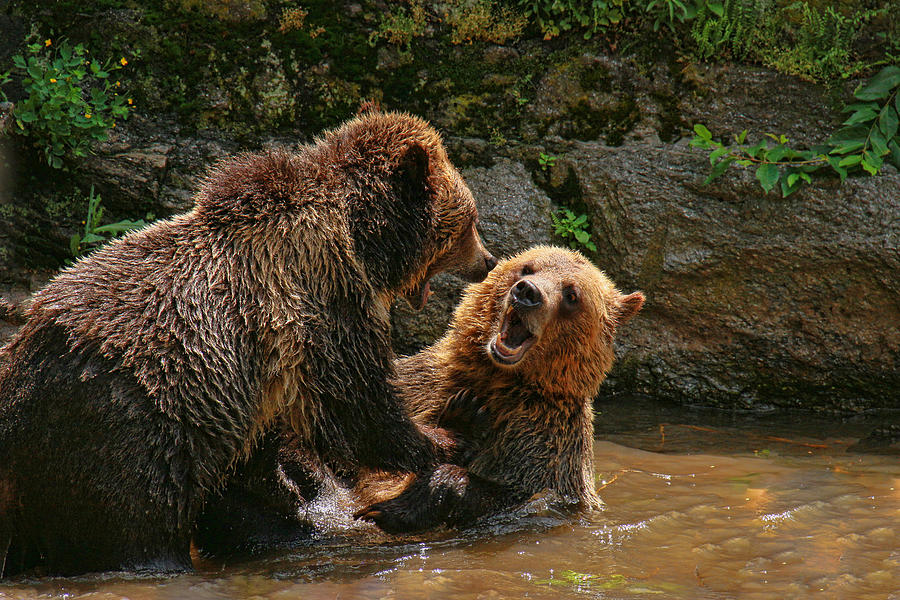 Grizzly Horseplay Photograph by Allen Beatty