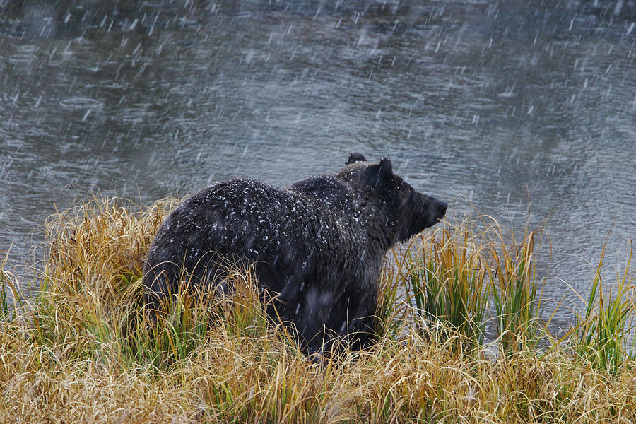 Grizzly in Falling Snow Photograph by Mark Miller