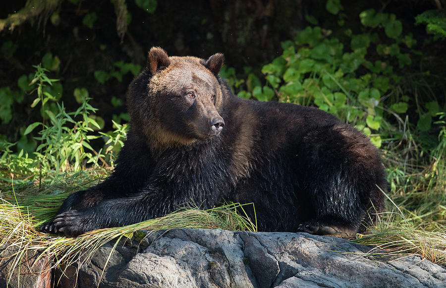 Grizzly in Repose Photograph by Max Waugh
