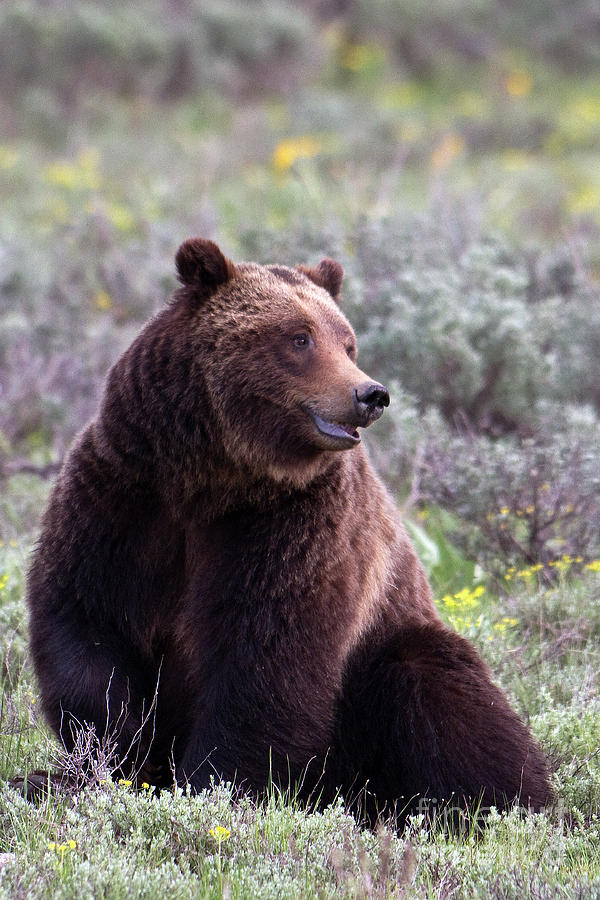 Grizzly in repose Photograph by Rodney Cammauf