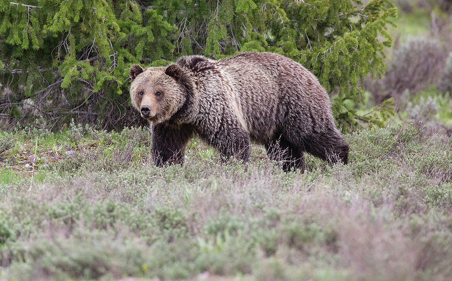 Grizzly in Spring Photograph by John Gregg | Fine Art America