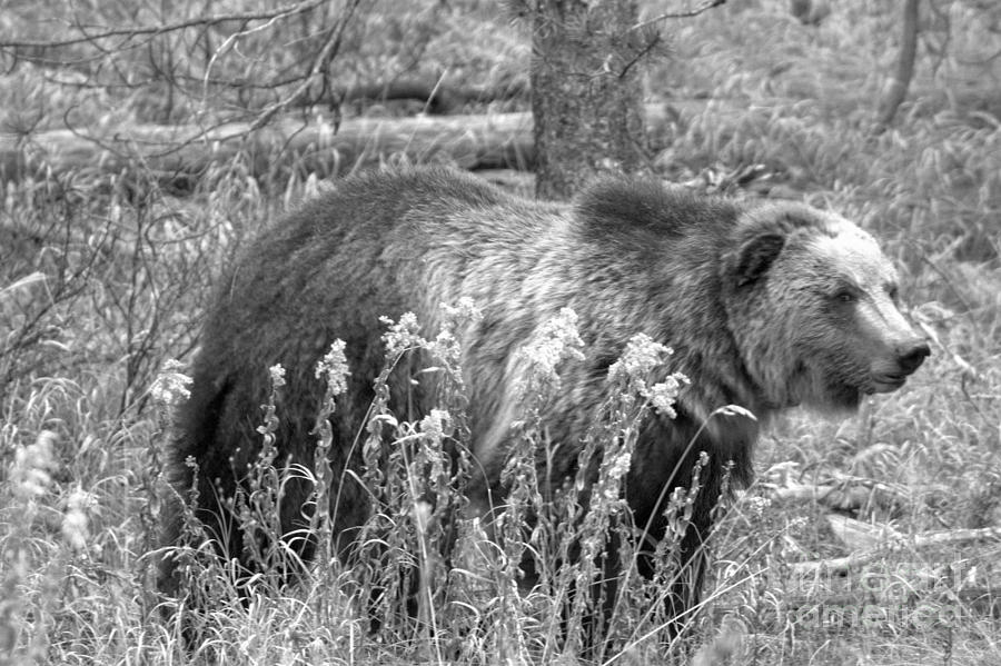 Grizzly In The Brush Black And White Photograph by Adam Jewell