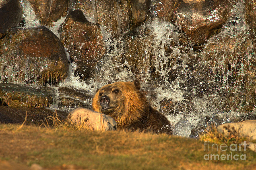Yellowstone National Park Photograph - Grizzly In The Falls by Adam Jewell