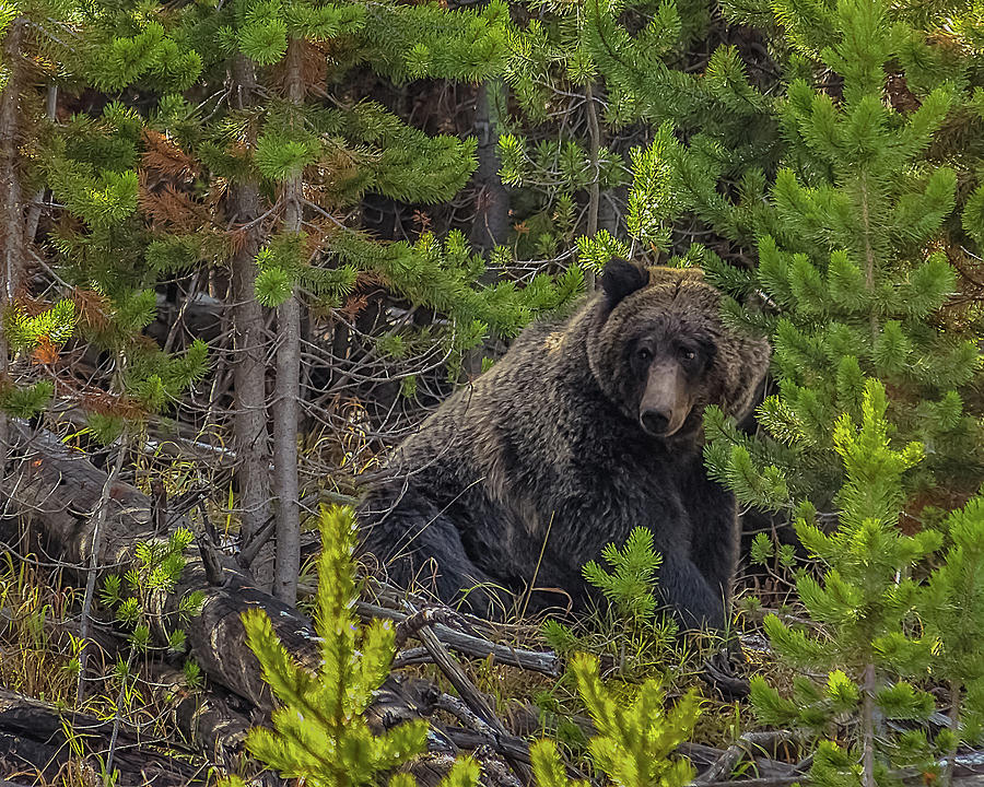 Grizzly In The Woods Photograph by Yeates Photography