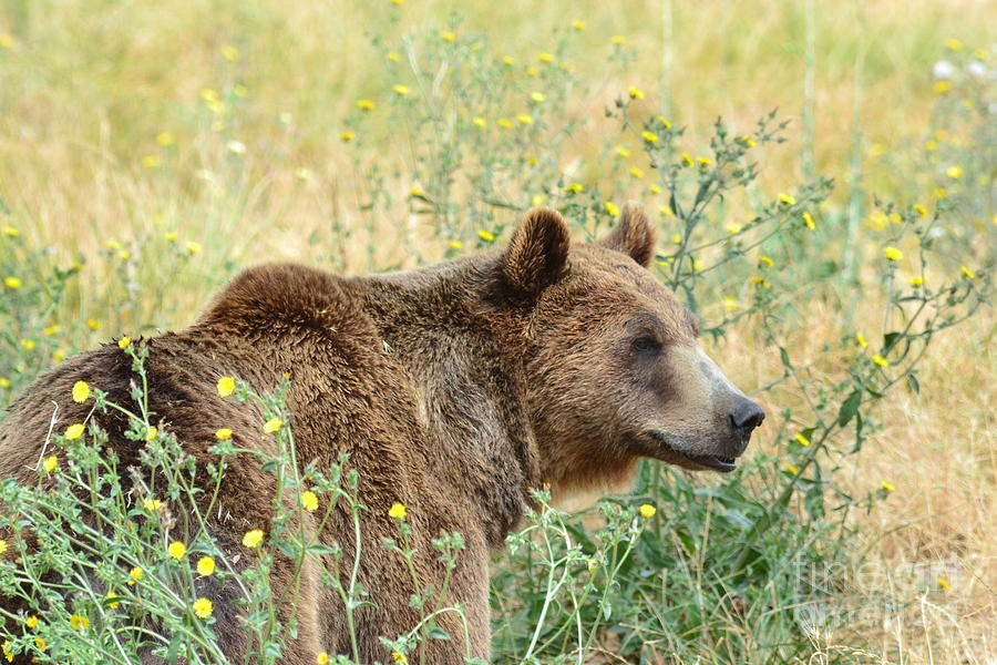 Grizzly Photograph by Laurianna Taylor