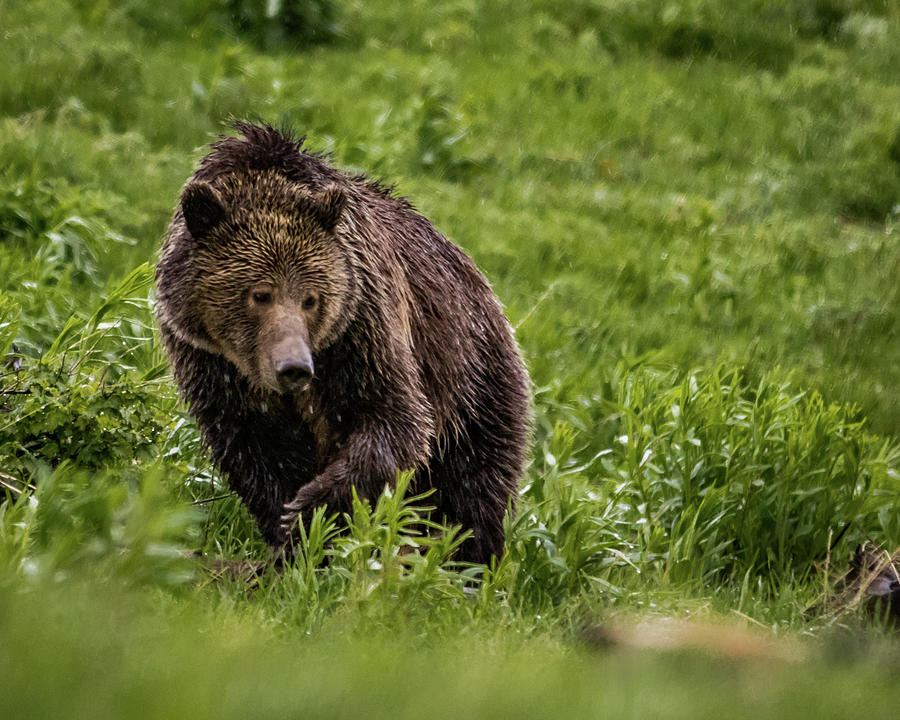 Grizzly Look Down Photograph by Peter Mangolds - Fine Art America