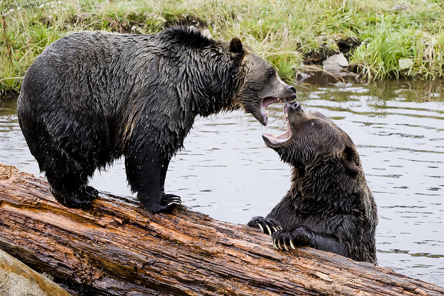 Wildlife Photograph - Grizzly Love by Windy Corduroy