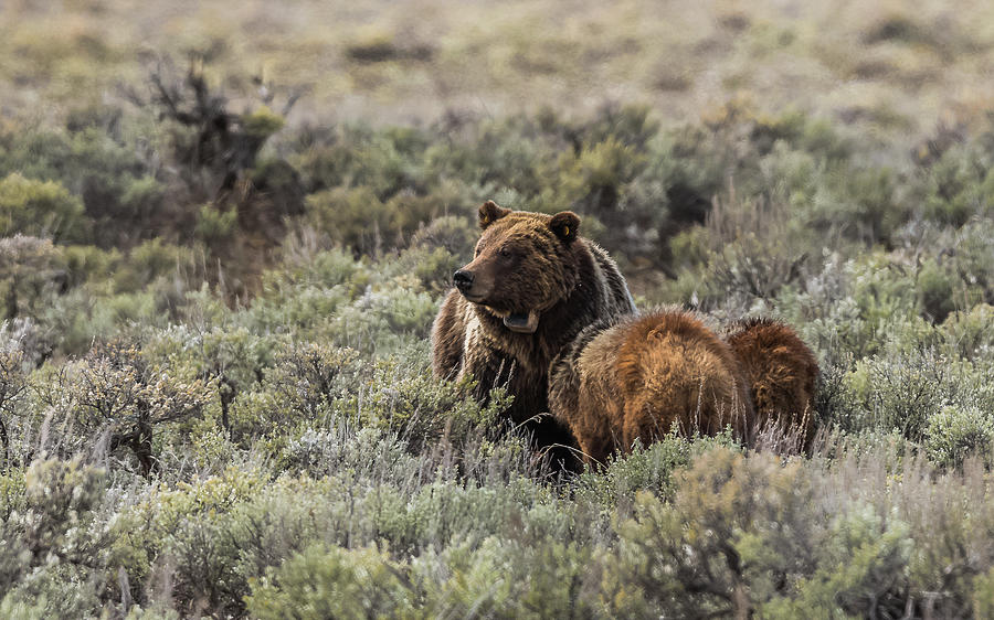 Grizzly Love Photograph by Yeates Photography