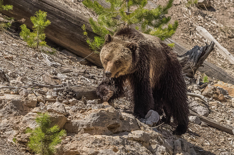 Grizzly Mama Beryl Photograph by Yeates Photography