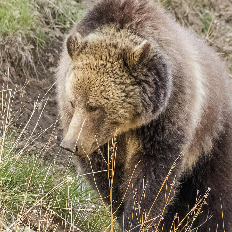 Grizzly Mama Photograph by Yeates Photography
